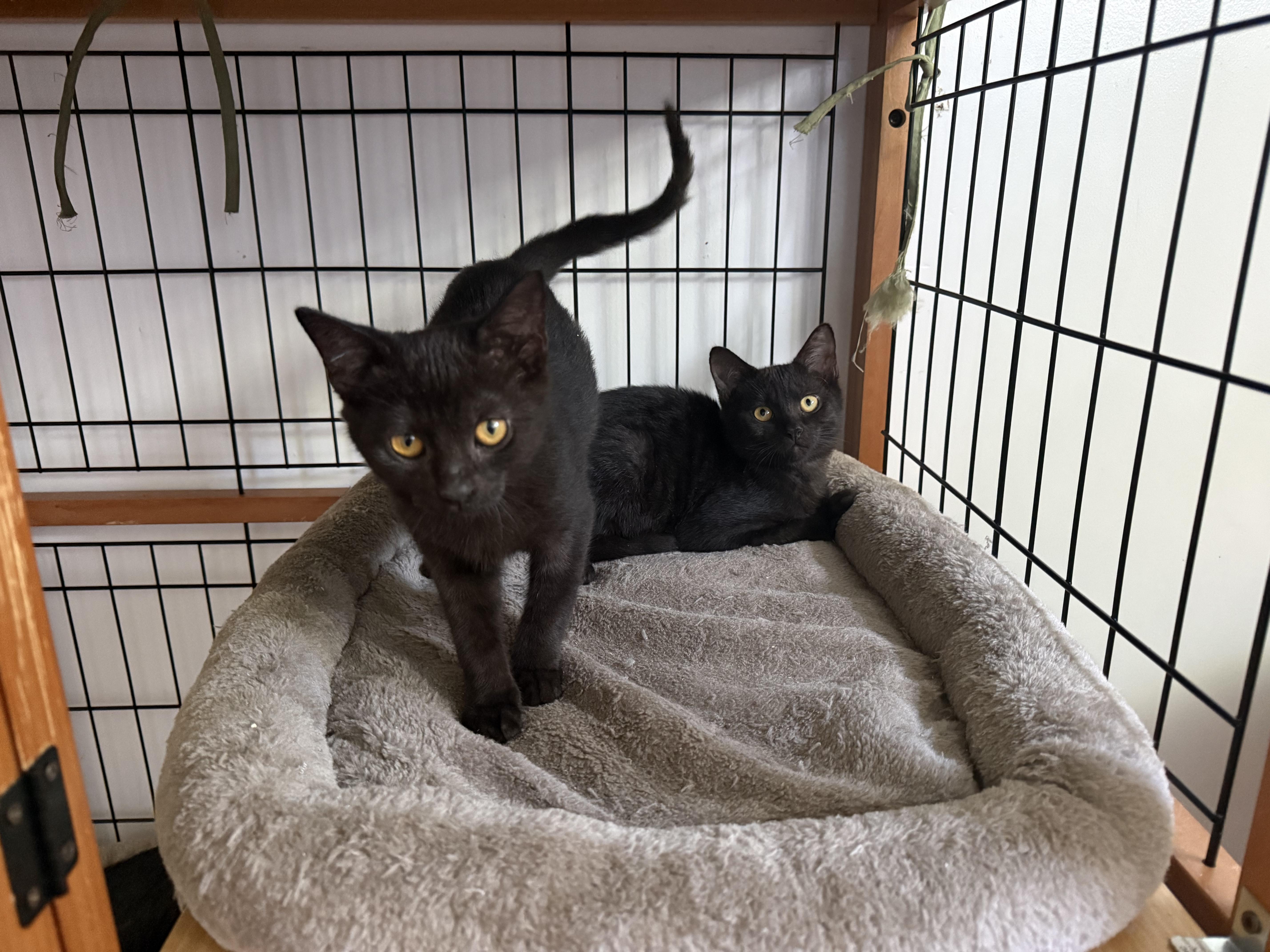 Enlarge Baby cat ( 4 ), a ADOPTABLE Domestic Short Hair in St-Valerien, QC image 1/4
