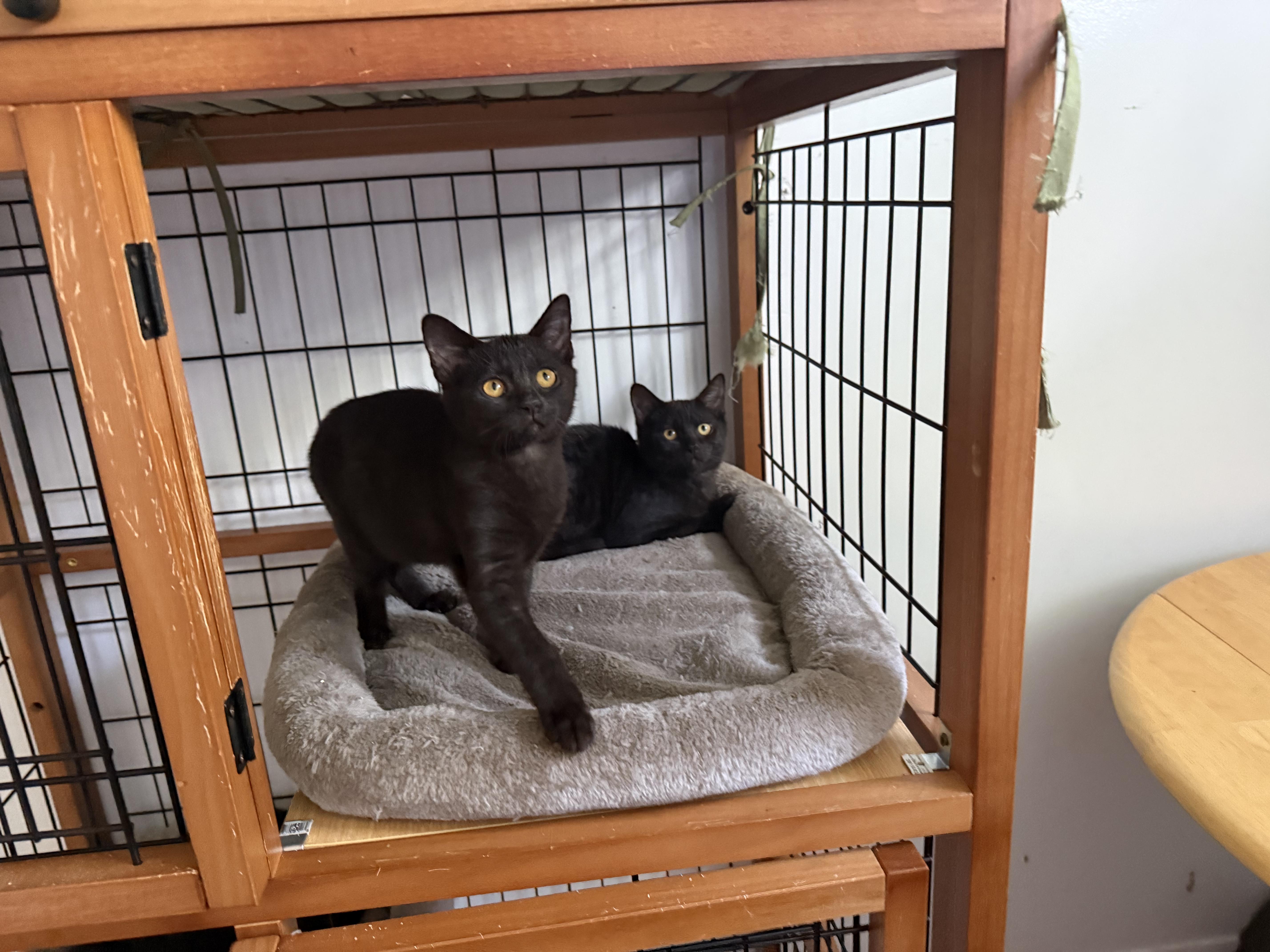 Enlarge Baby cat ( 4 ), a ADOPTABLE Domestic Short Hair in St-Valerien, QC image 2/4
