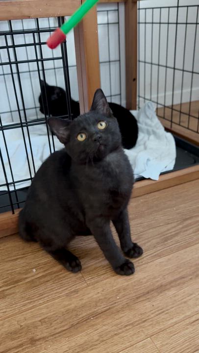 Enlarge Baby cat ( 4 ), a ADOPTABLE Domestic Short Hair in St-Valerien, QC video 4/4