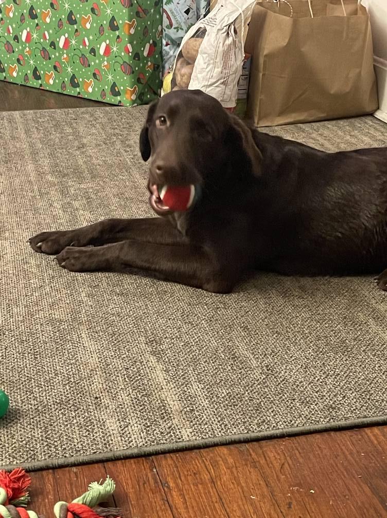 Sadie Jo, Adult Female unknown