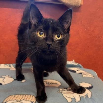 Enlarge Eve, an adopted Domestic Short Hair in Rochester, MN image 1/1