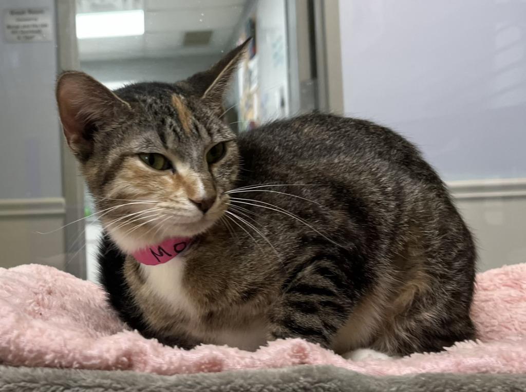 Mosh, ADOPTABLE, Young Female Domestic Short Hair.