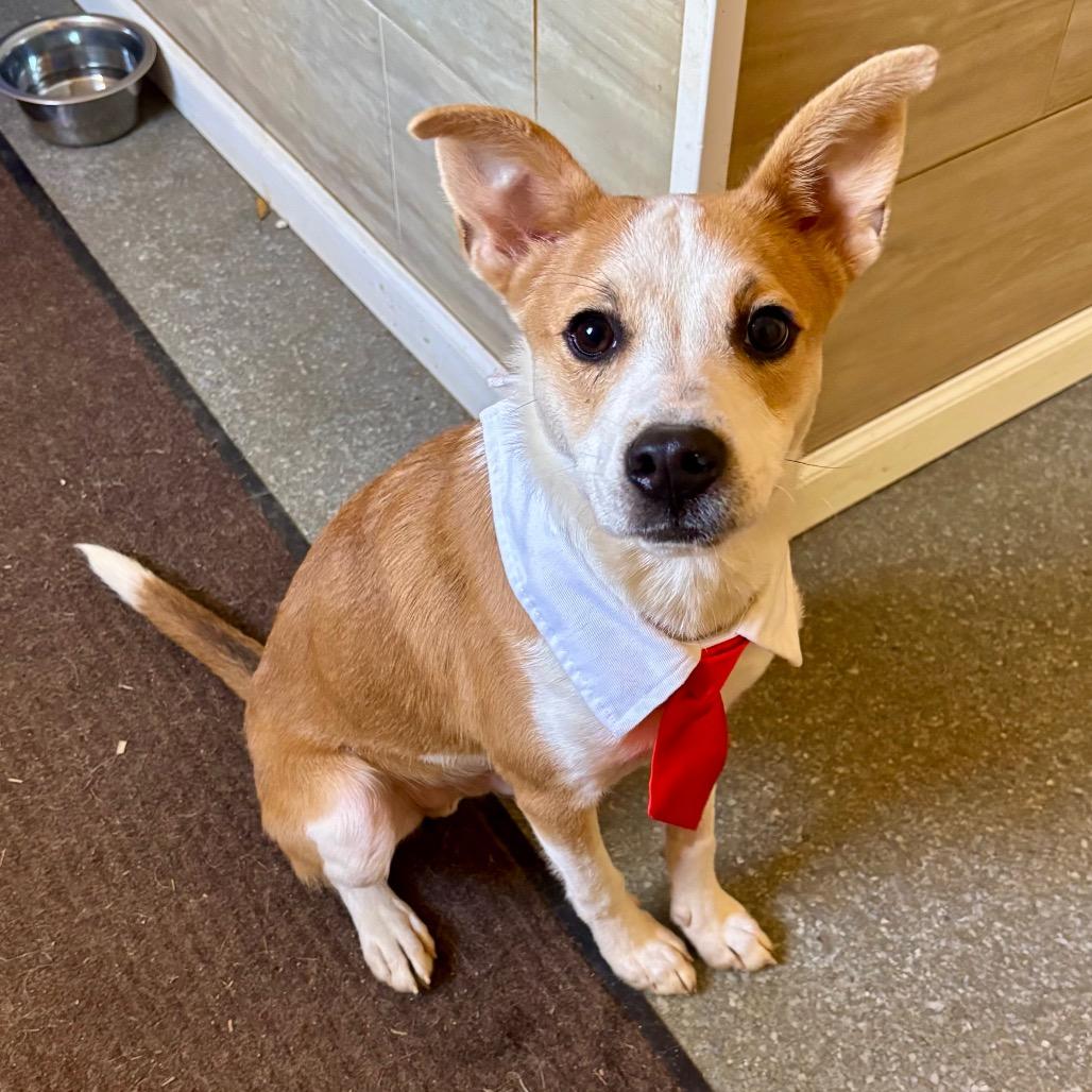 Enlarge Bacon, a Adoptable mixed breed in Metamora, MI image 1/6