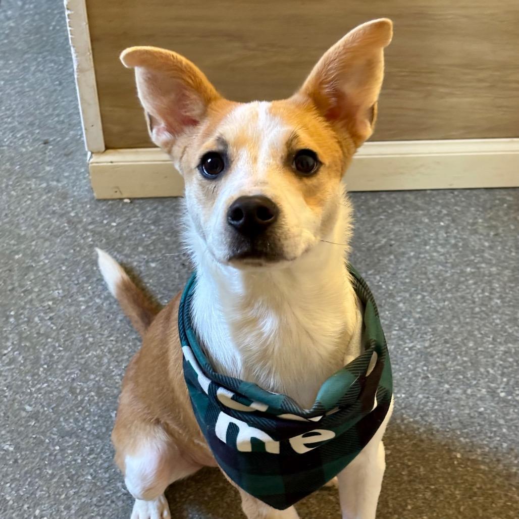 Enlarge Bacon, a Adoptable mixed breed in Metamora, MI image 2/6