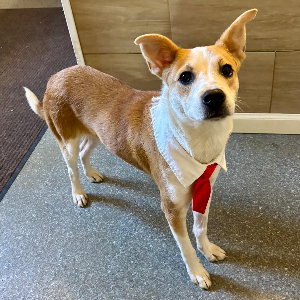 Enlarge Bacon, a Adoptable mixed breed in Metamora, MI image 3/6