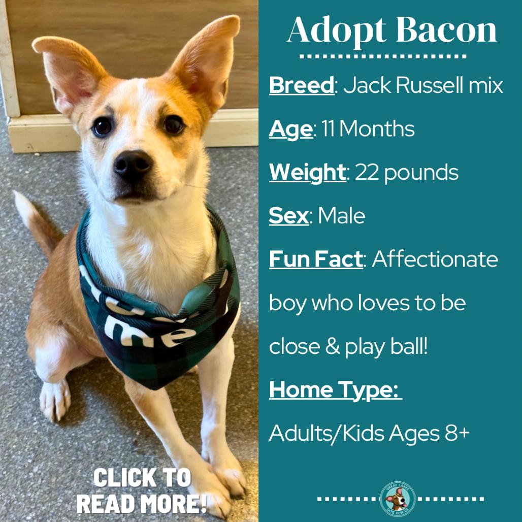 Enlarge Bacon, a Adoptable mixed breed in Metamora, MI image 4/6