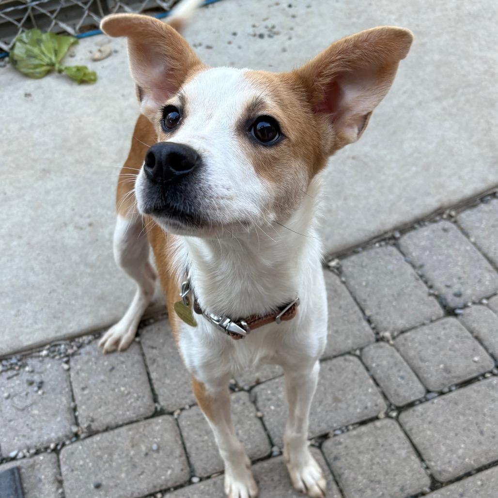 Enlarge Bacon, a Adoptable mixed breed in Metamora, MI image 5/6