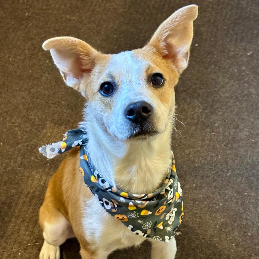 Enlarge Bacon, a Adoptable mixed breed in Metamora, MI image 6/6