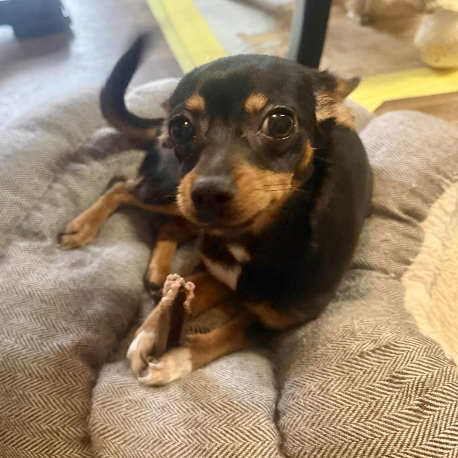 Emery, Adopted, Puppy Female Chihuahua.