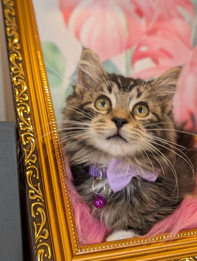 Enlarge Bagel, a Adoptable mixed breed in Fremont, CA image 1/6