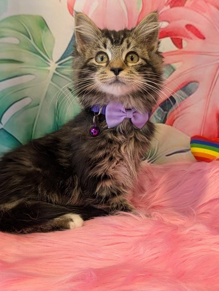 Enlarge Bagel, a Adoptable mixed breed in Fremont, CA image 2/6