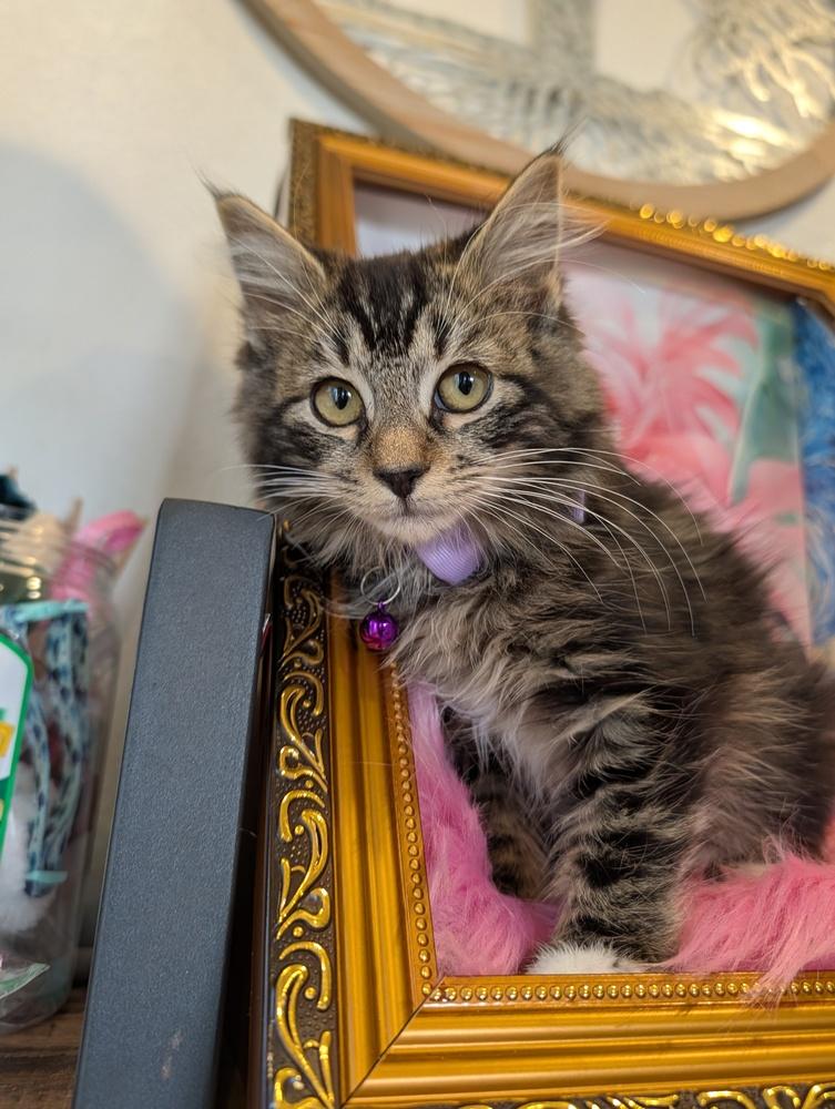 Enlarge Bagel, a Adoptable mixed breed in Fremont, CA image 3/6