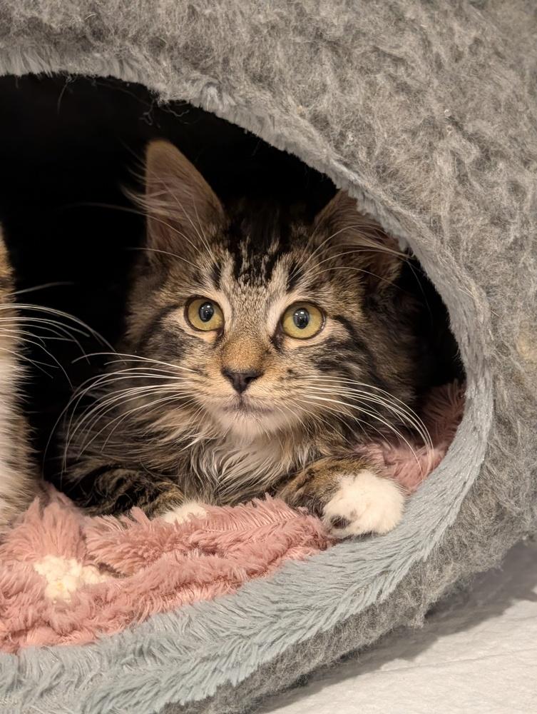 Enlarge Bagel, a Adoptable mixed breed in Fremont, CA image 4/6