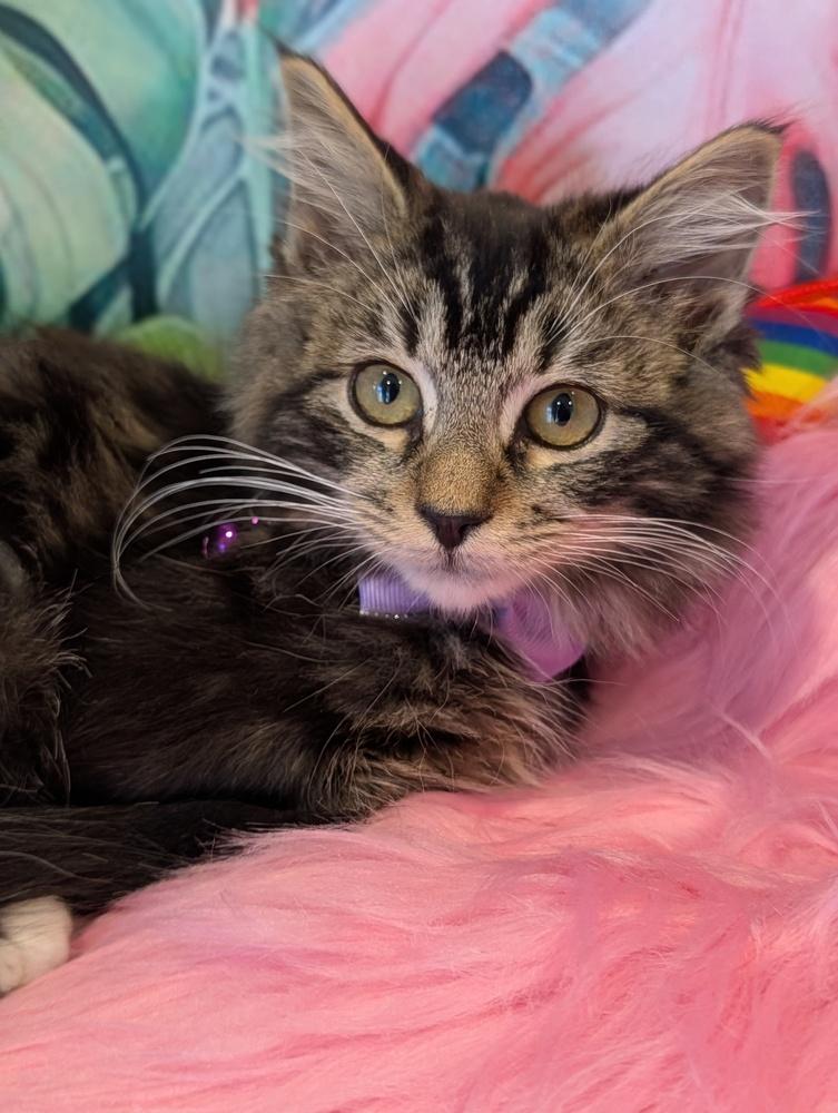 Enlarge Bagel, a Adoptable mixed breed in Fremont, CA image 5/6