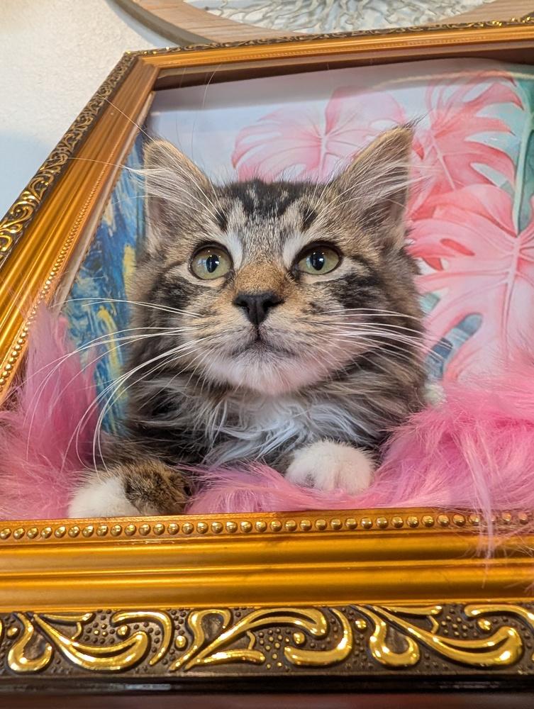 Enlarge Bagel, a Adoptable mixed breed in Fremont, CA image 6/6