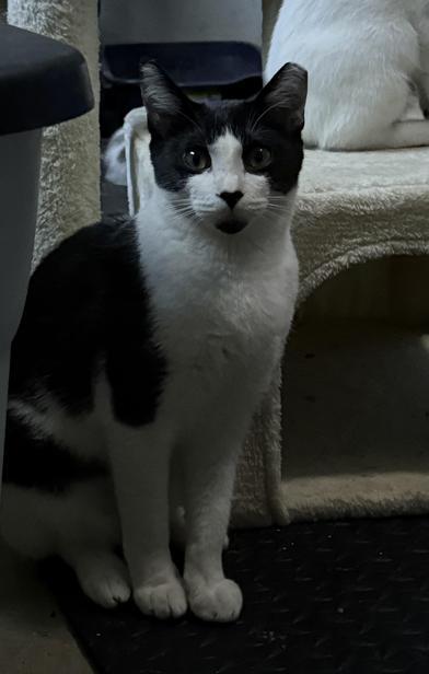 Enlarge Patience, a Adoptable Domestic Short Hair in AKRON, OH image 2/6