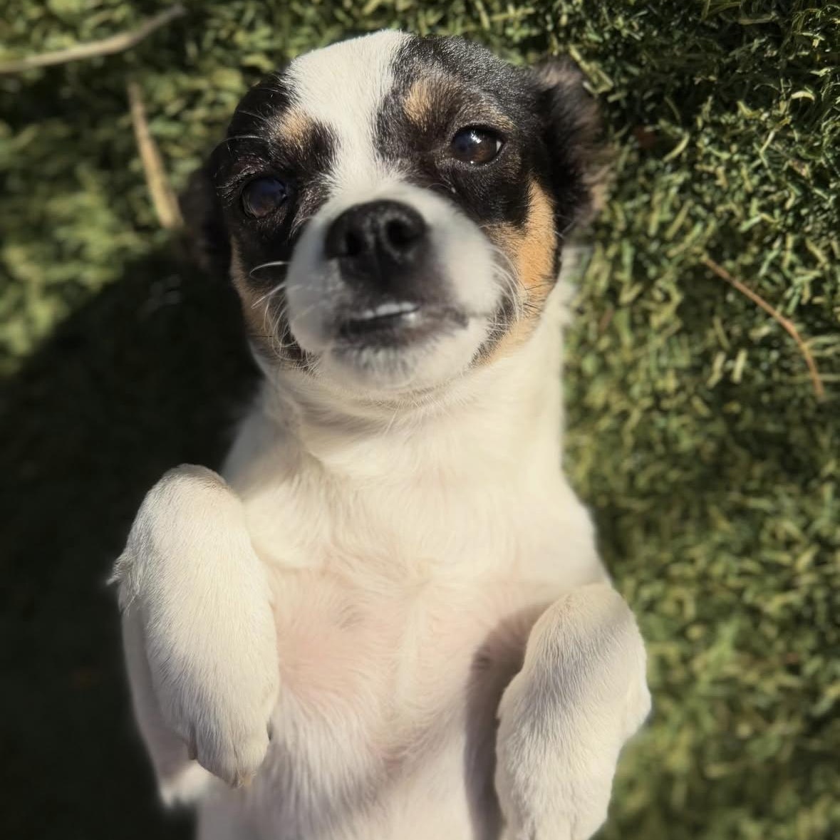 Enlarge Puff, an adopted Chihuahua in Phoenix, AZ image 2/6