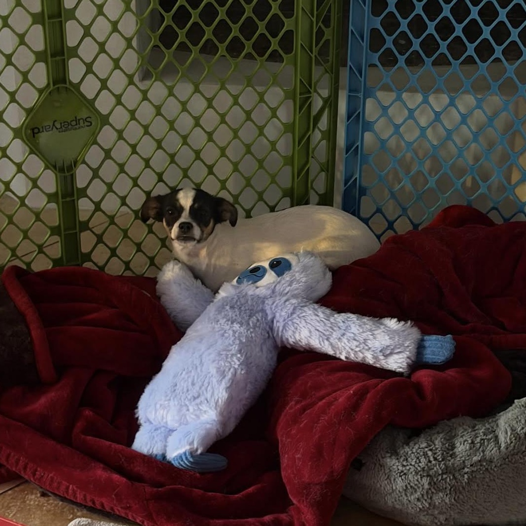 Enlarge Puff, an adopted Chihuahua in Phoenix, AZ image 6/6