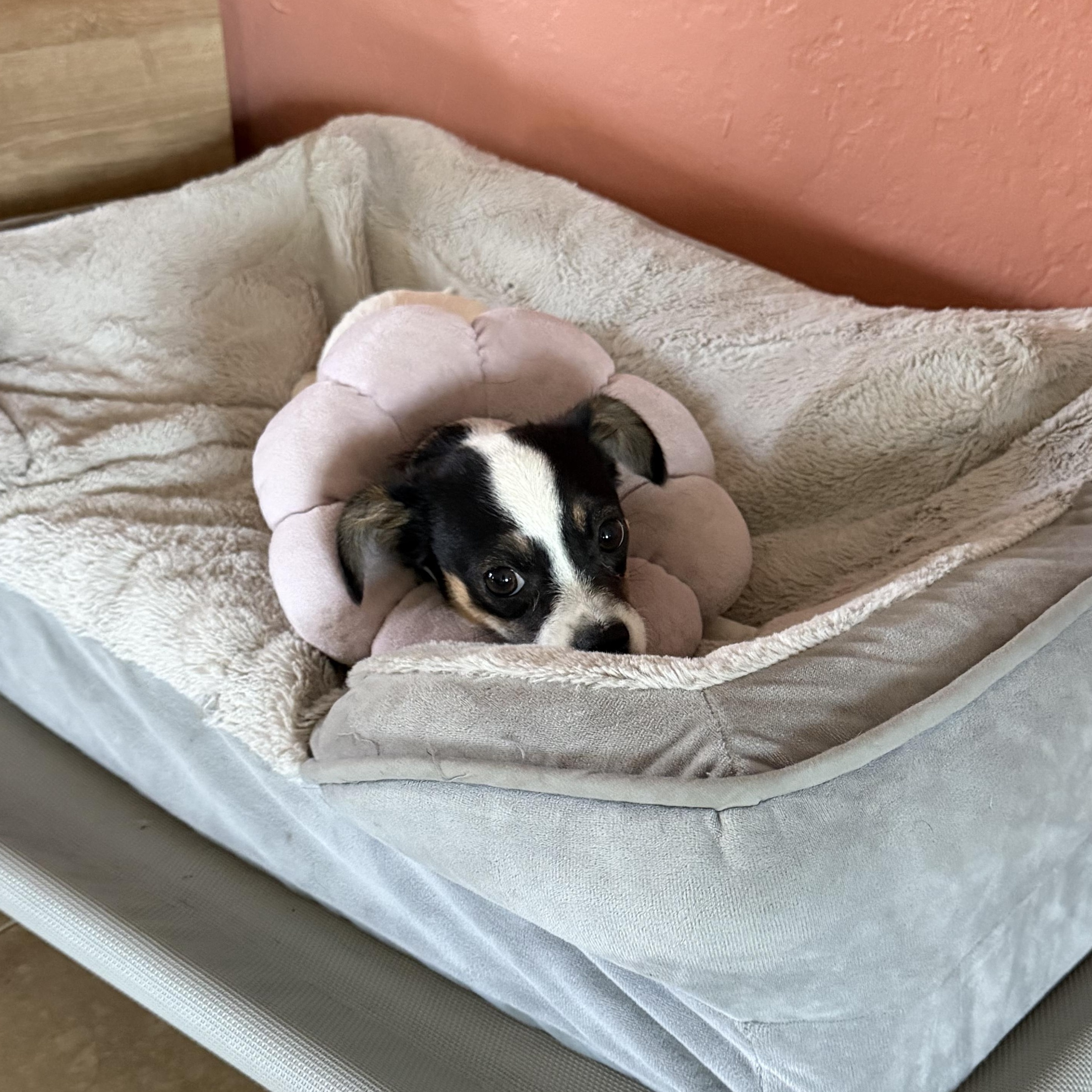 Enlarge Puff, an adopted Chihuahua in Phoenix, AZ image 3/6