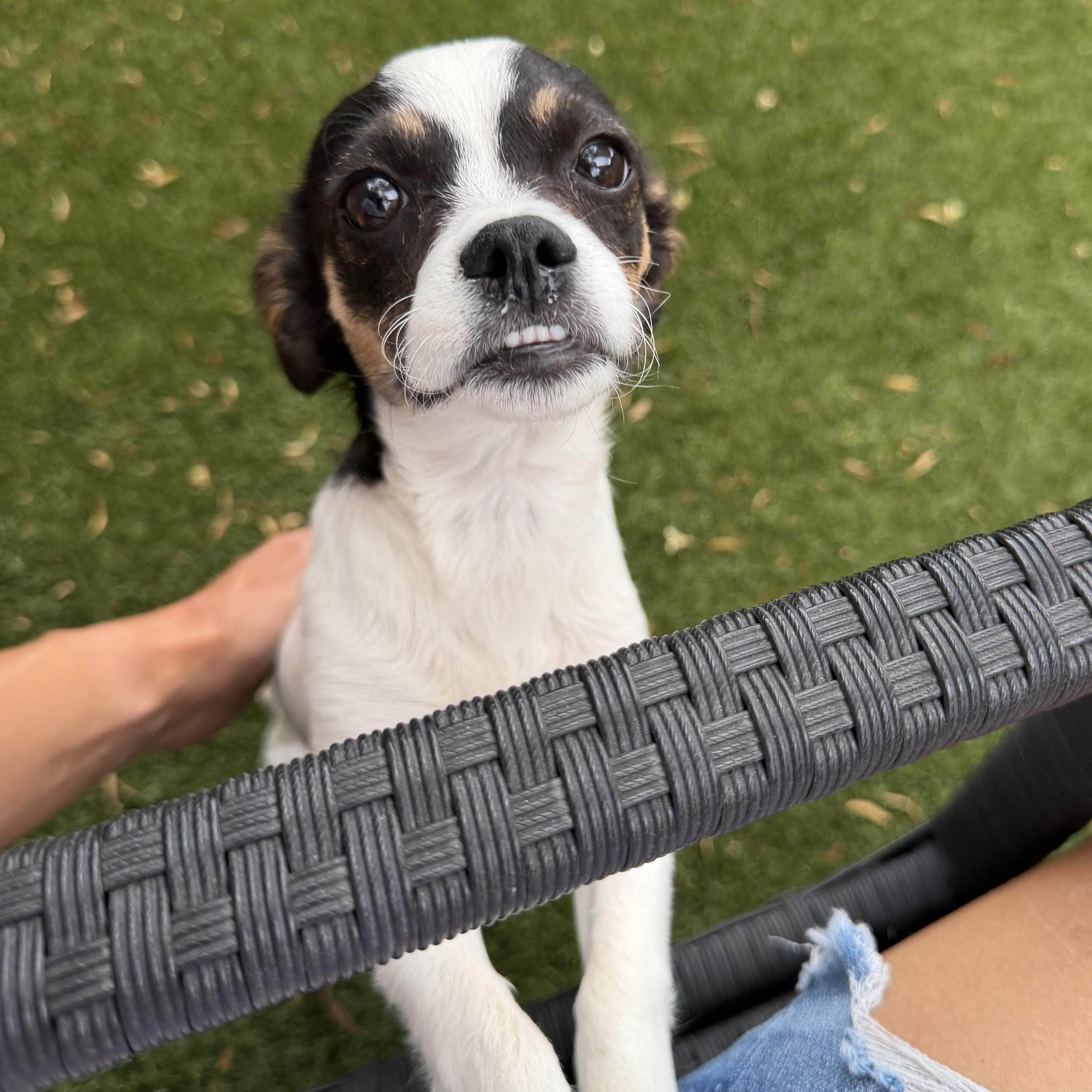 Enlarge Puff, an adopted Chihuahua in Phoenix, AZ image 1/6