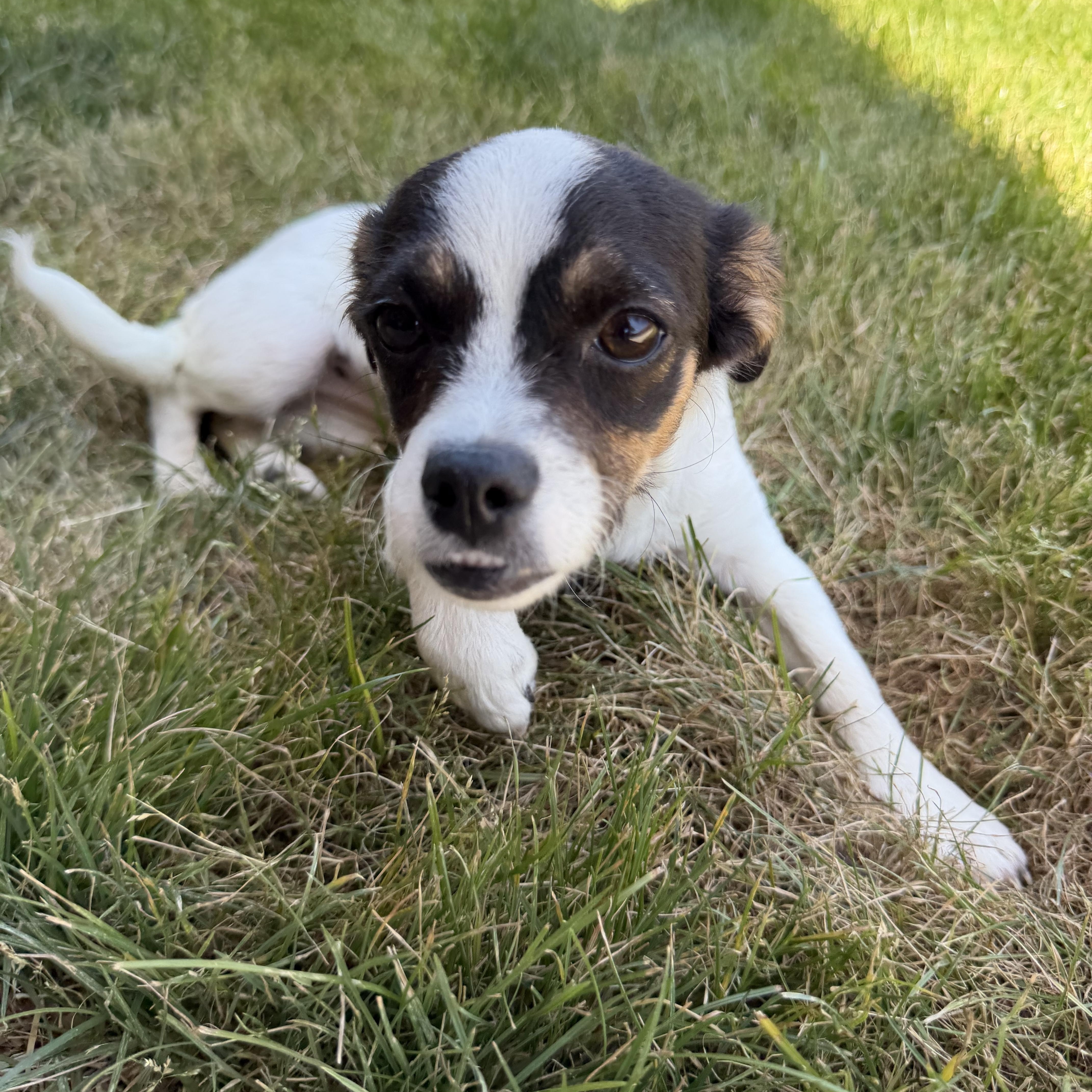 Enlarge Puff, an adopted Chihuahua in Phoenix, AZ image 5/6
