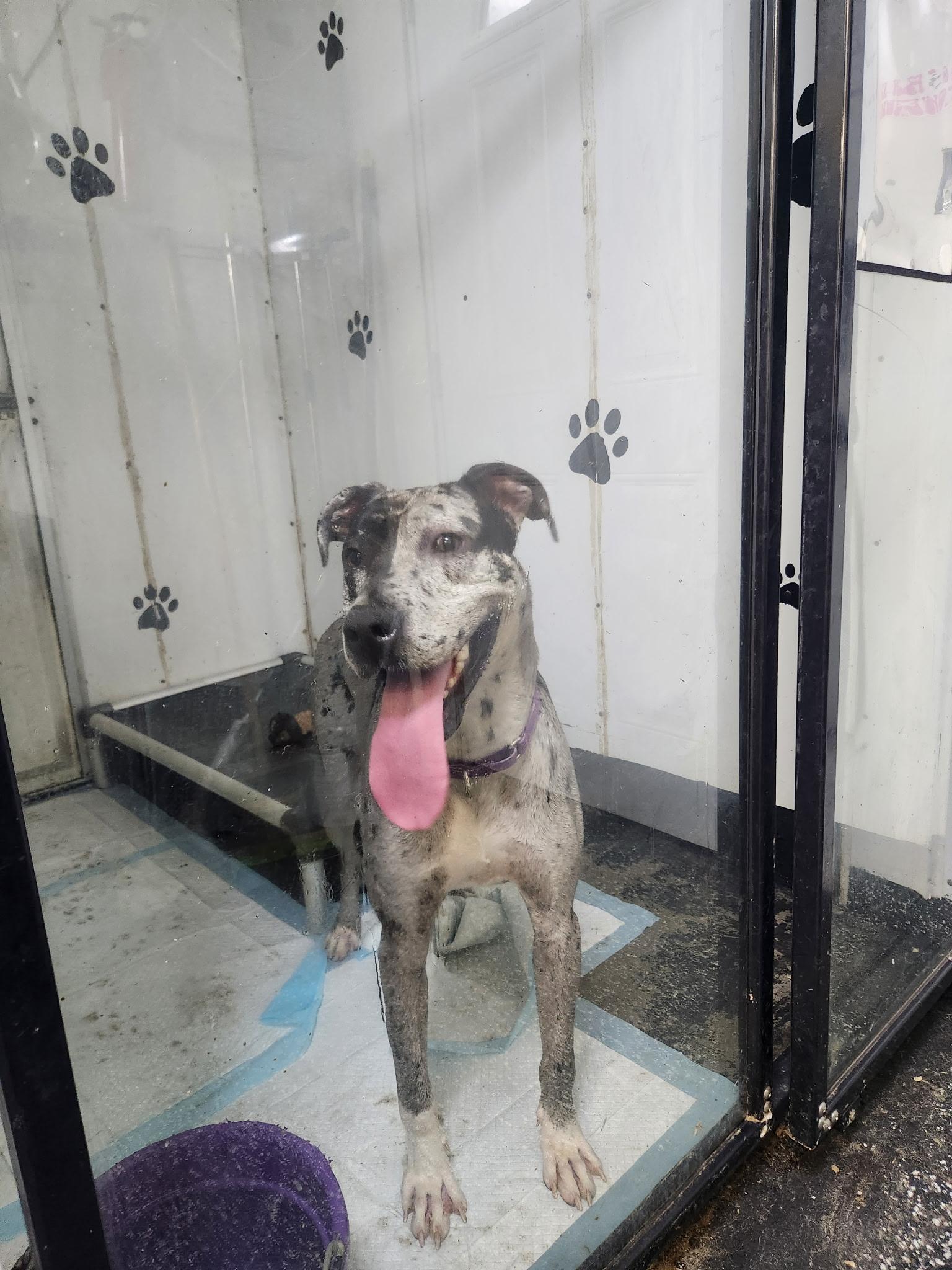 Enlarge Dottie, a Adoptable Great Dane in New Castle, PA image 1/1