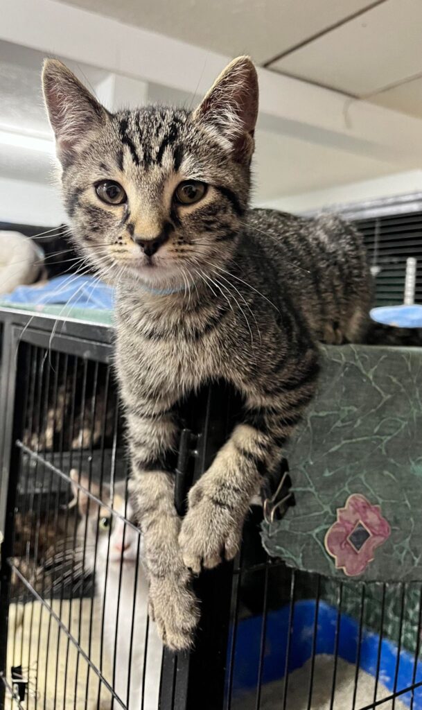 Yeti, Adopted, Young Female Domestic Short Hair.