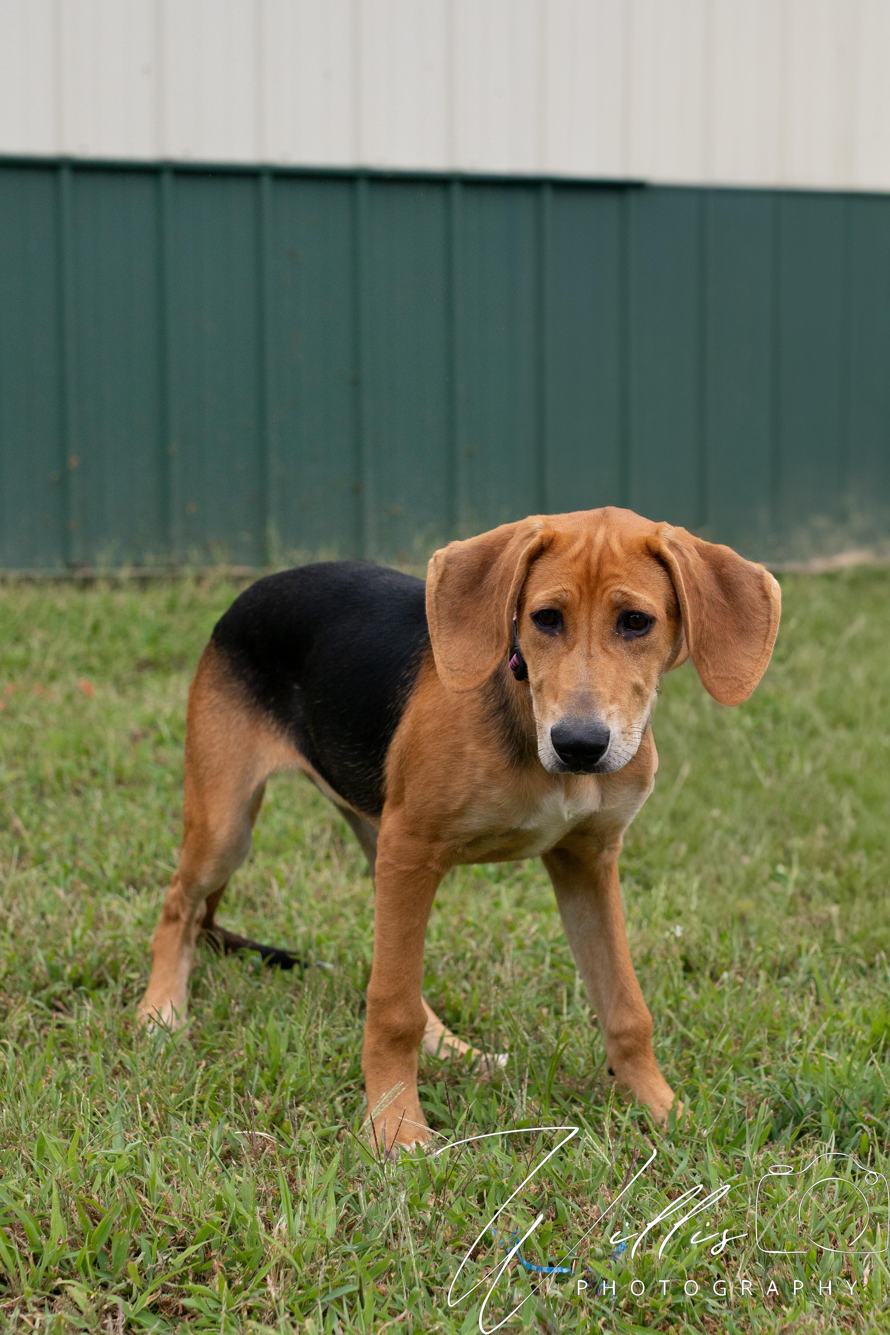 Sassy - Sponsored Adoption, an adoptable Bloodhound in Dixon, KY, 42409 | Photo Image 2