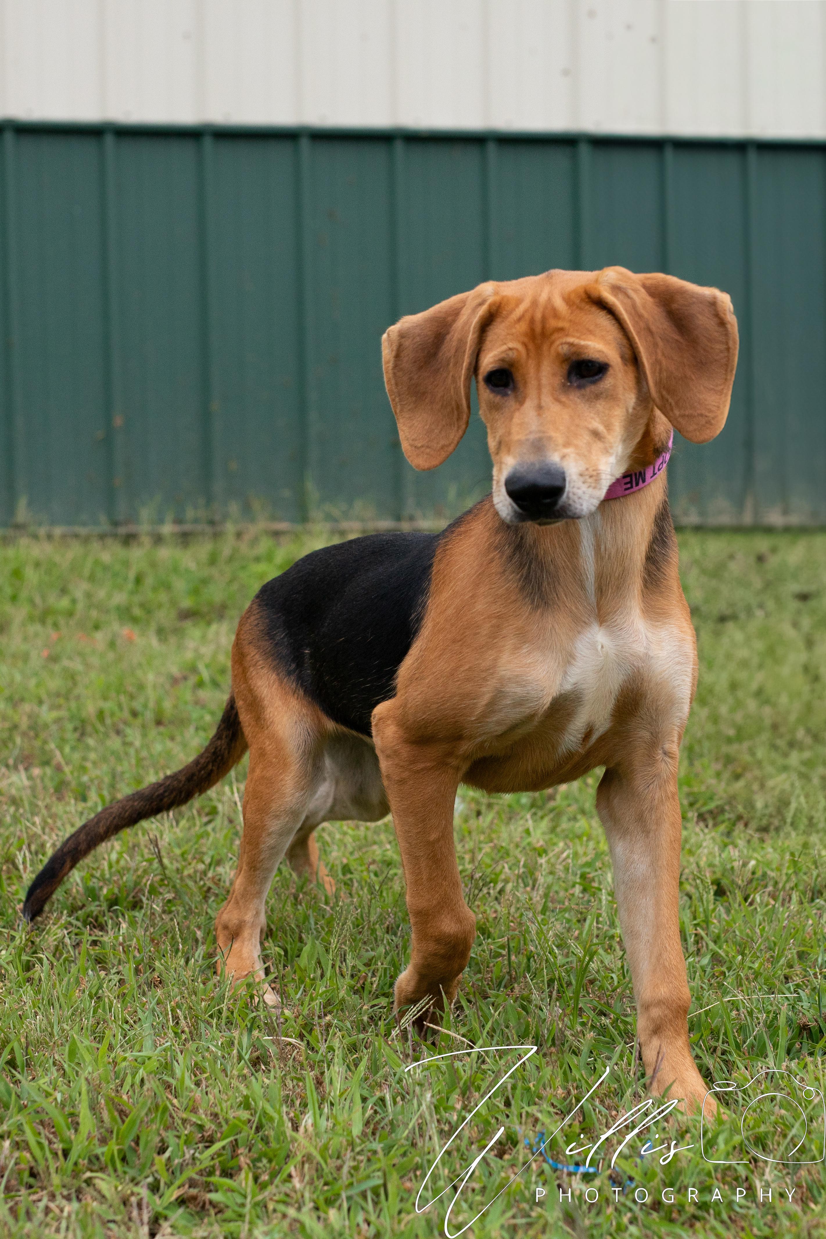 Sassy - Sponsored Adoption, an adoptable Bloodhound in Dixon, KY, 42409 | Photo Image 1