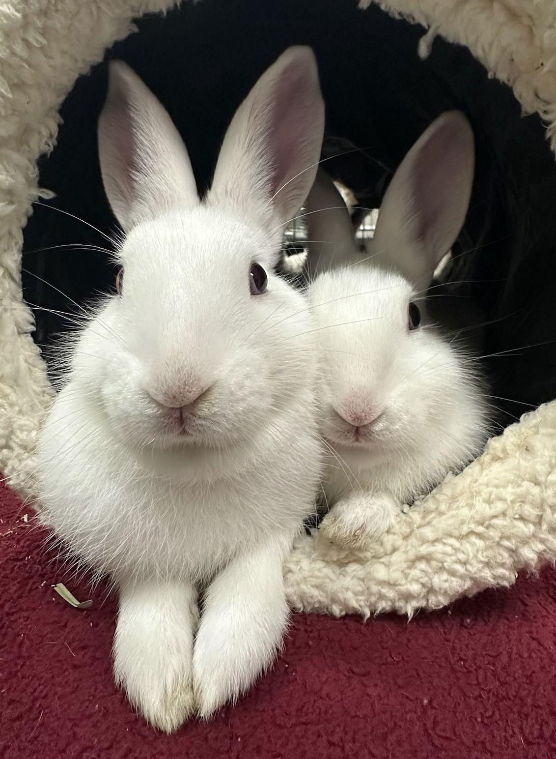 Roxie (bonded w/ Velma), a Adoptable American in Oakland, CA image 1/2