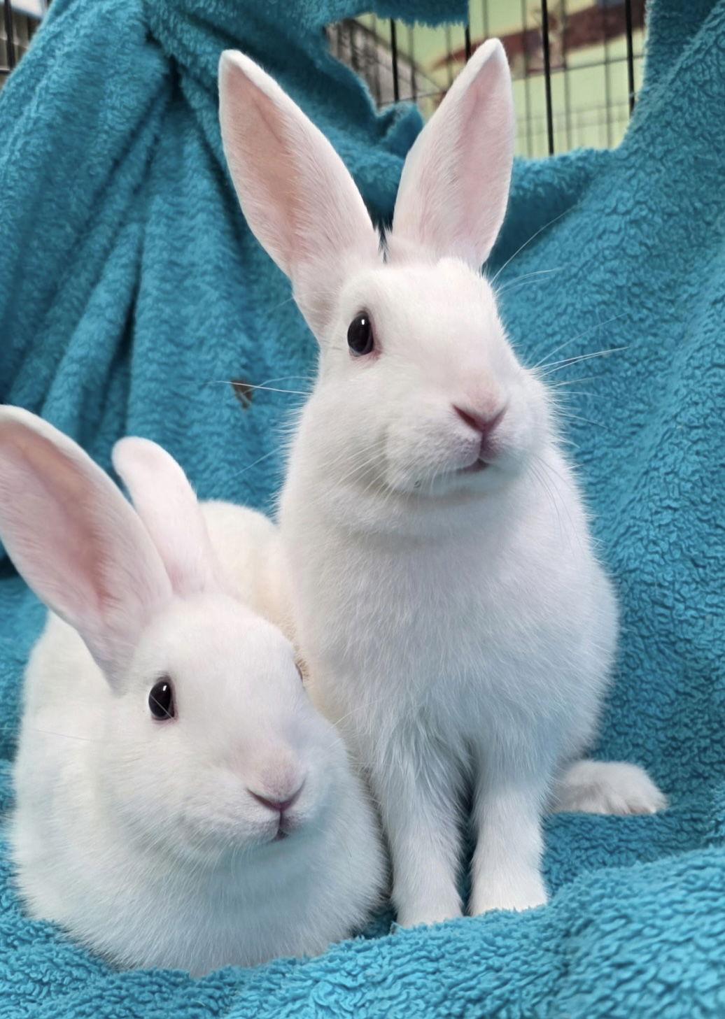 Roxie (bonded w/ Velma), a Adoptable American in Oakland, CA image 2/2