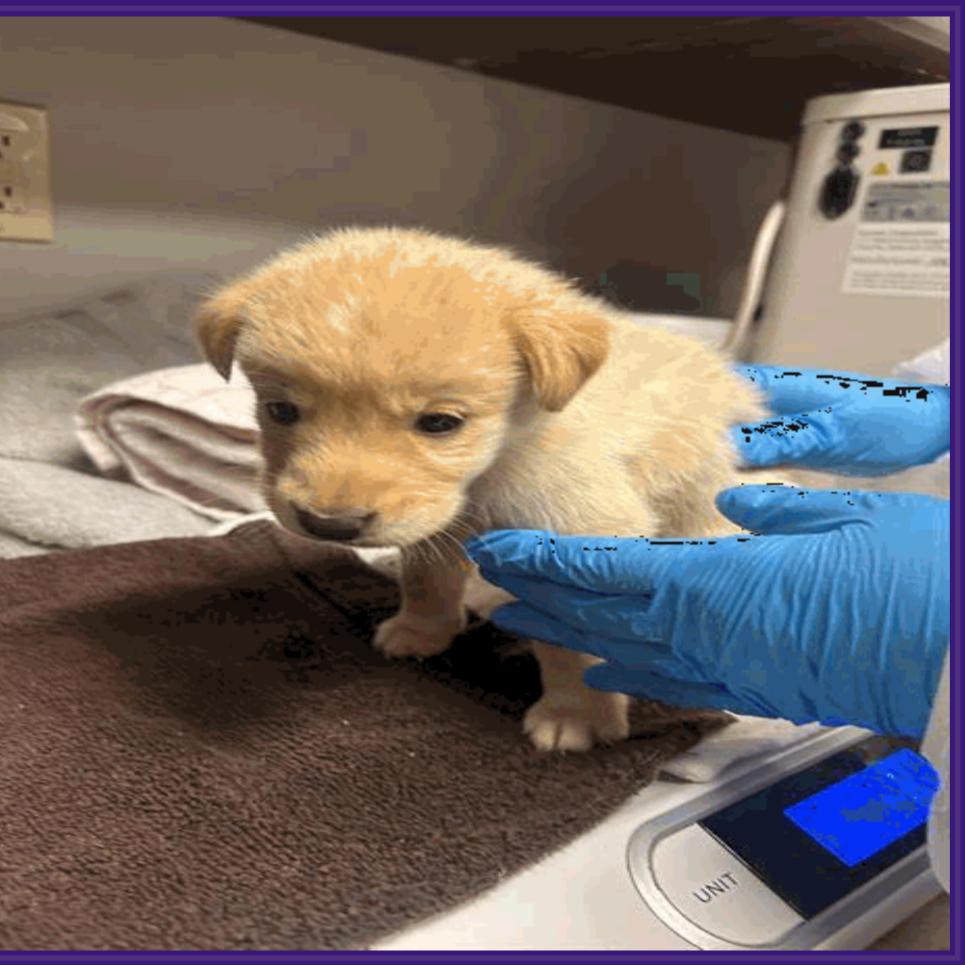 Enlarge Tucker, a Adoptable Labrador Retriever in Montgomery, TX image 1/2