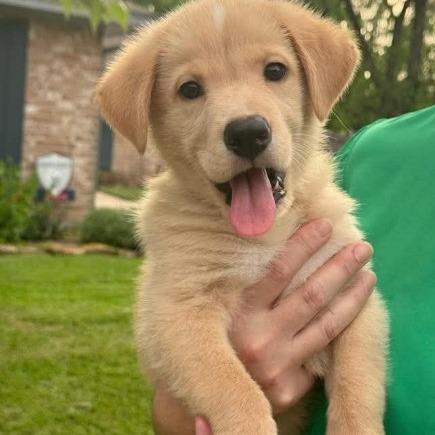 Enlarge Tucker, a Adoptable Labrador Retriever in Montgomery, TX image 2/2