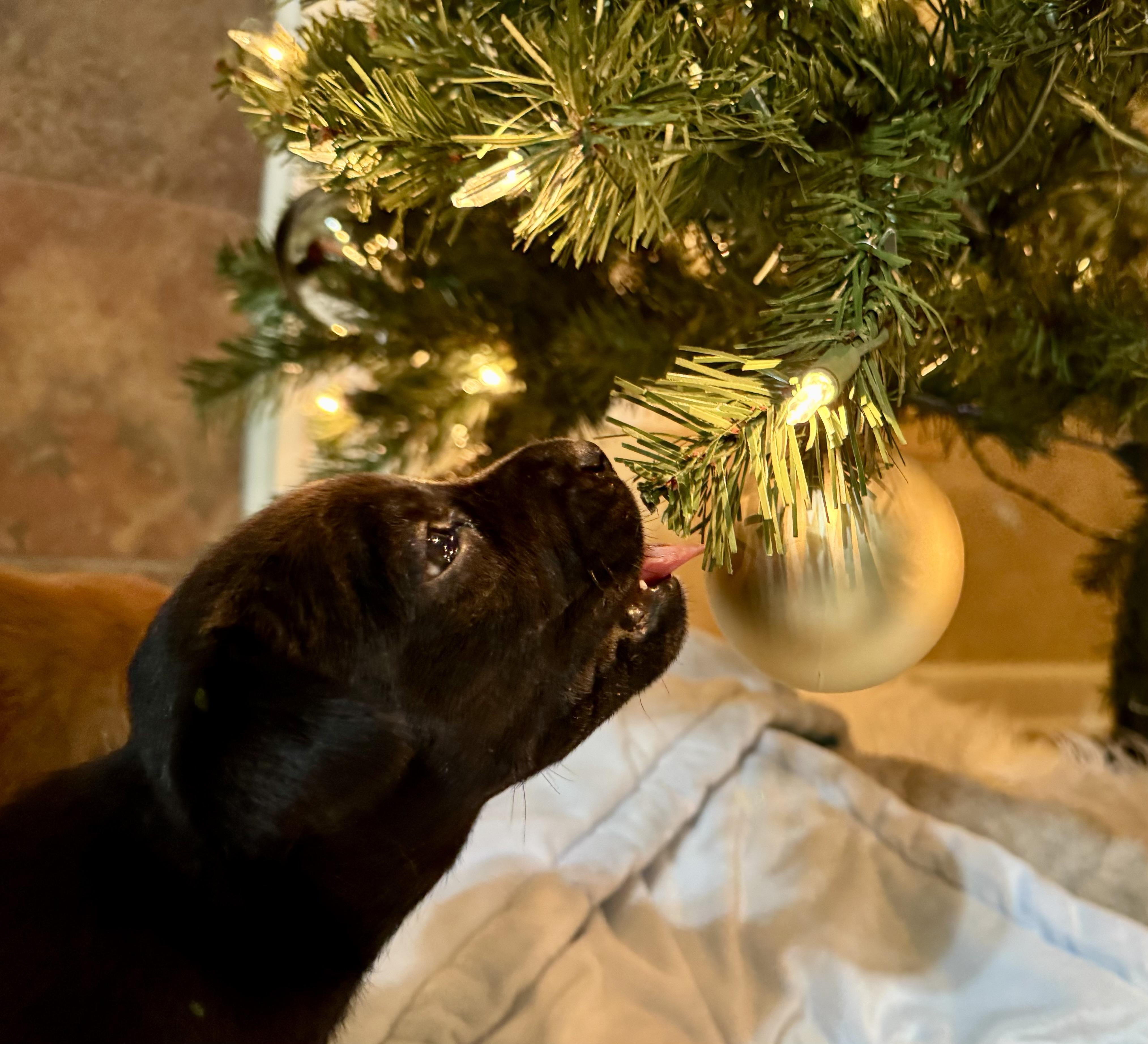 Enlarge Boots, a Adoptable mixed breed in Mount Meigs, AL image 1/6