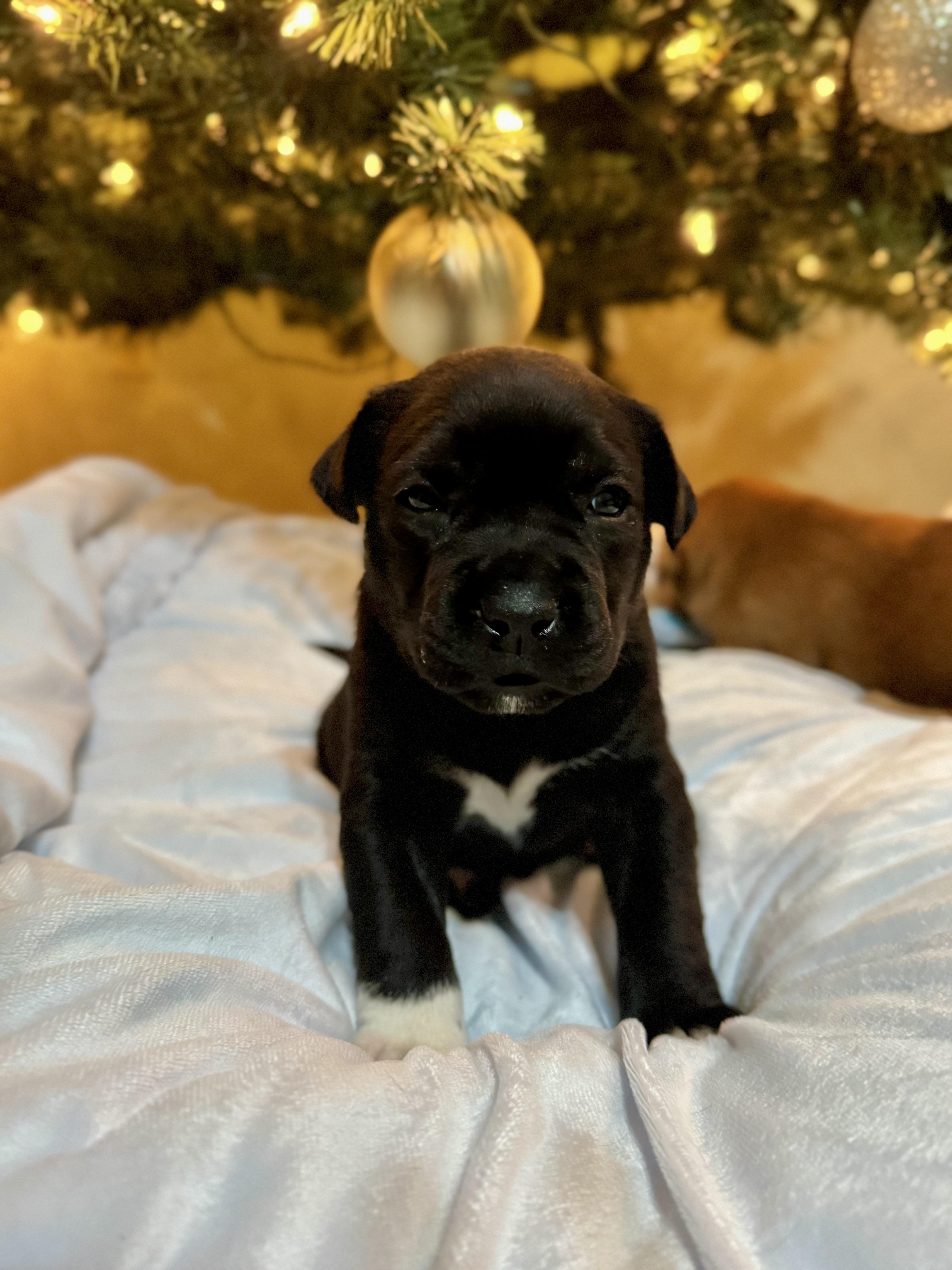 Enlarge Boots, a Adoptable mixed breed in Mount Meigs, AL image 2/6