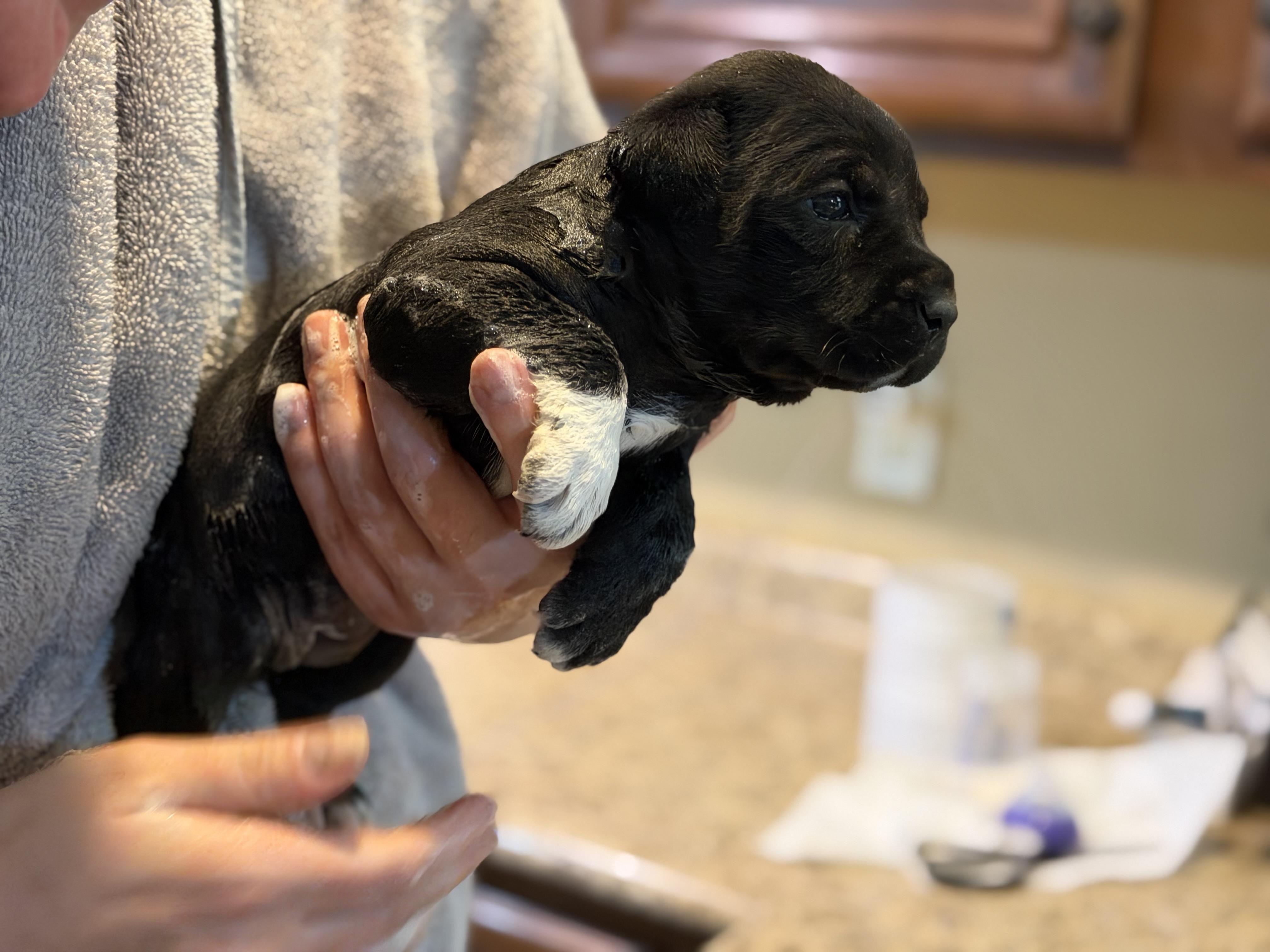 Enlarge Boots, a Adoptable mixed breed in Mount Meigs, AL image 4/6