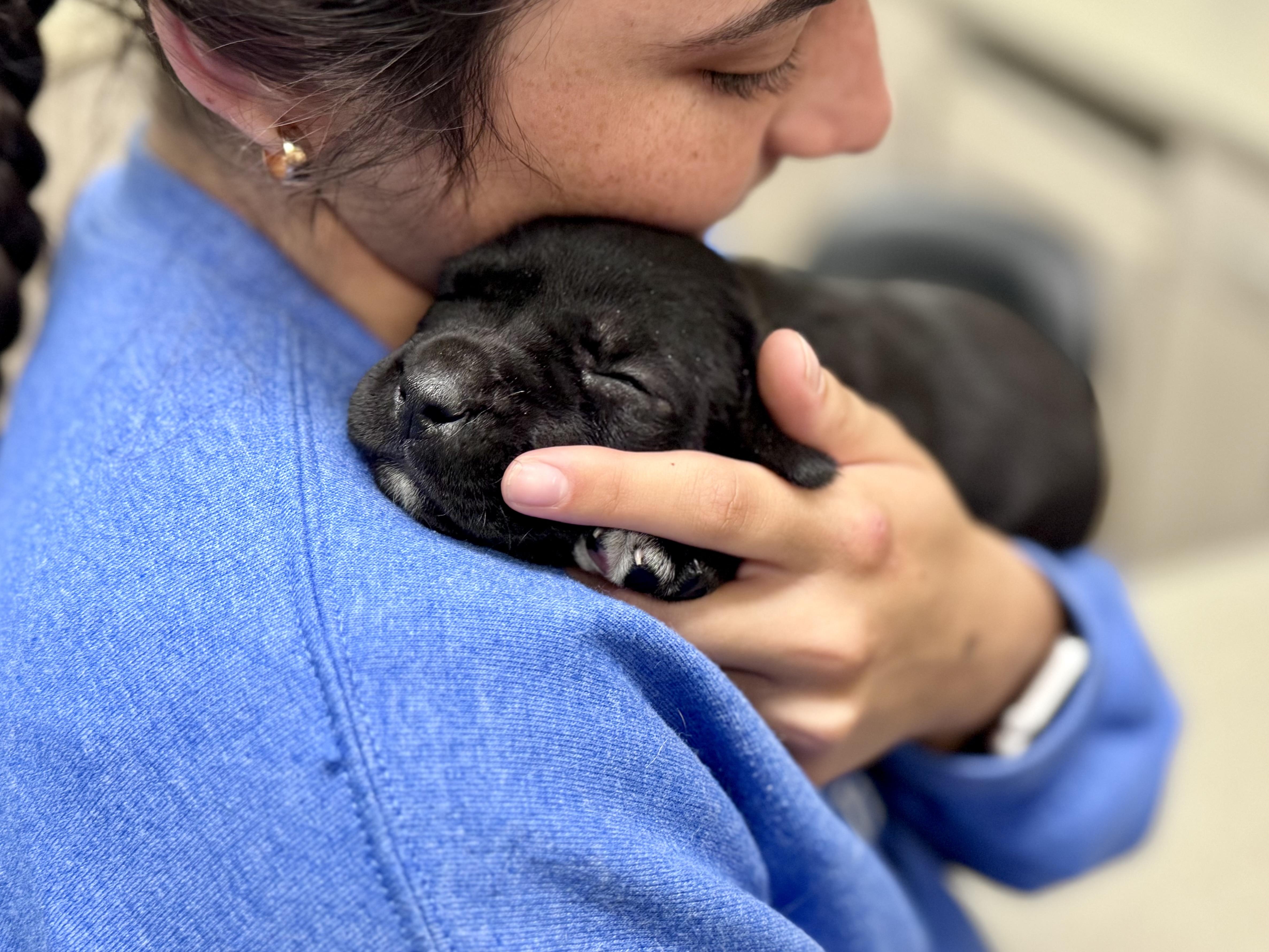 Enlarge Boots, a Adoptable mixed breed in Mount Meigs, AL image 5/6