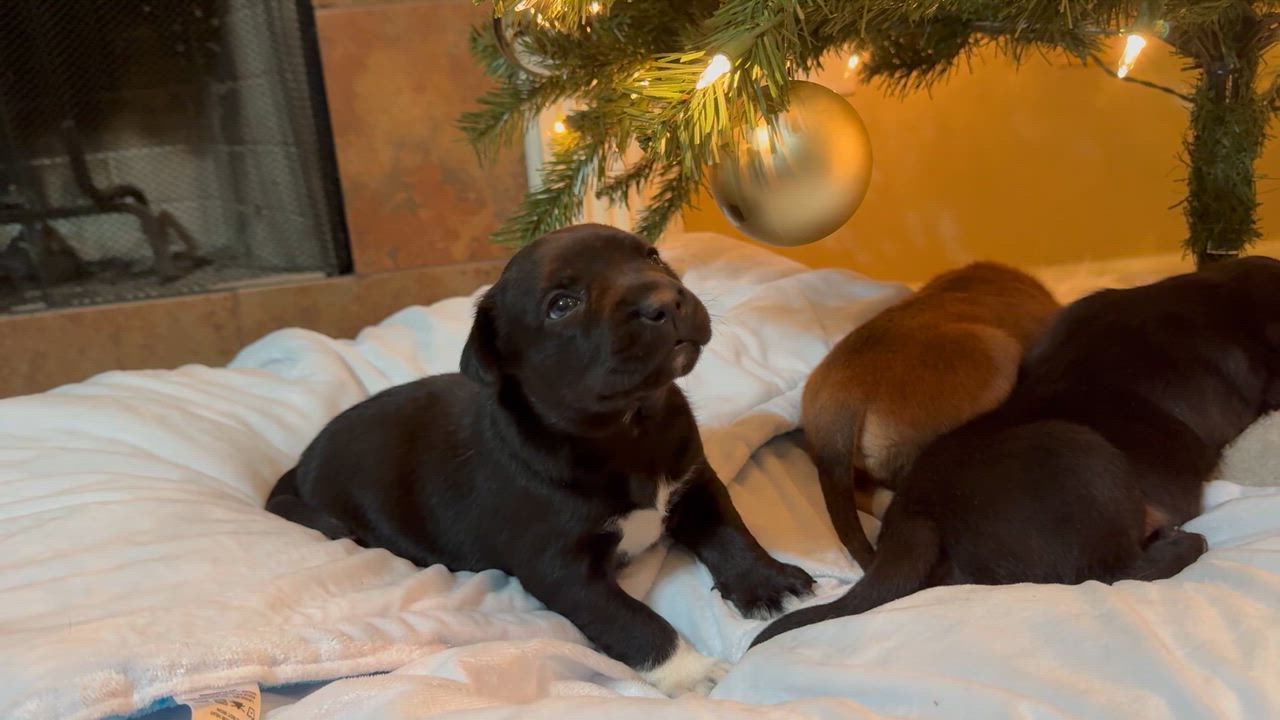 Enlarge Boots, a Adoptable mixed breed in Mount Meigs, AL video 6/6