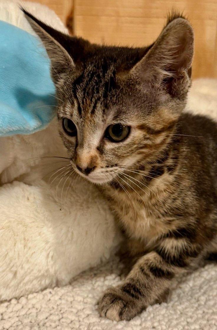 Enlarge Millie, an adopted Domestic Short Hair in Niantic, CT image 6/6