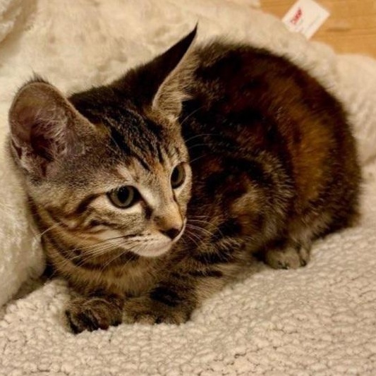 Enlarge Millie, an adopted Domestic Short Hair in Niantic, CT image 3/6