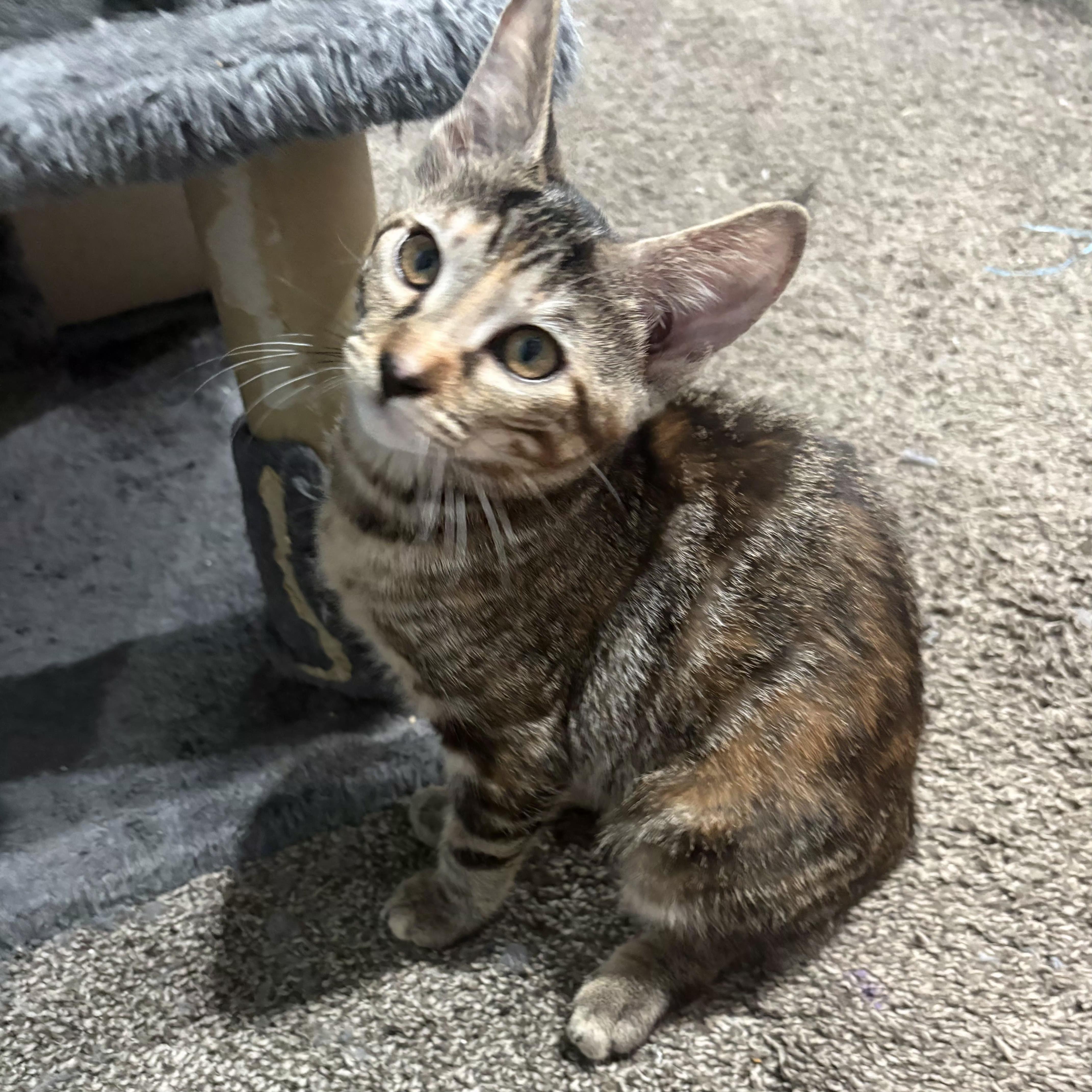 Enlarge Millie, an adopted Domestic Short Hair in Niantic, CT image 1/6