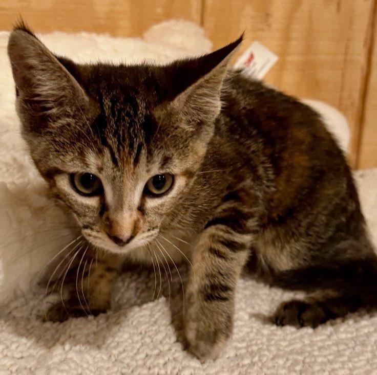 Enlarge Millie, an adopted Domestic Short Hair in Niantic, CT image 5/6
