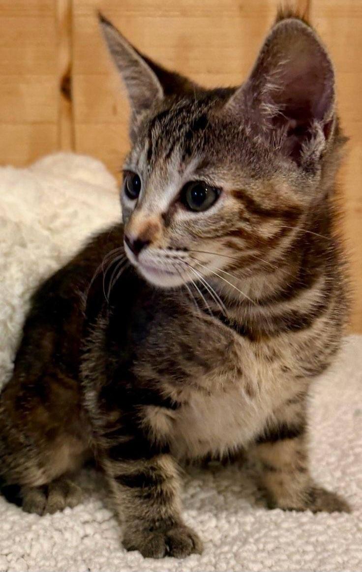 Enlarge Millie, an adopted Domestic Short Hair in Niantic, CT image 4/6