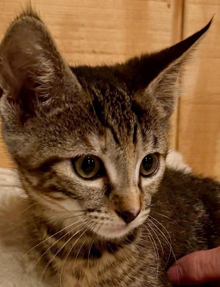 Enlarge Millie, an adopted Domestic Short Hair in Niantic, CT image 2/6