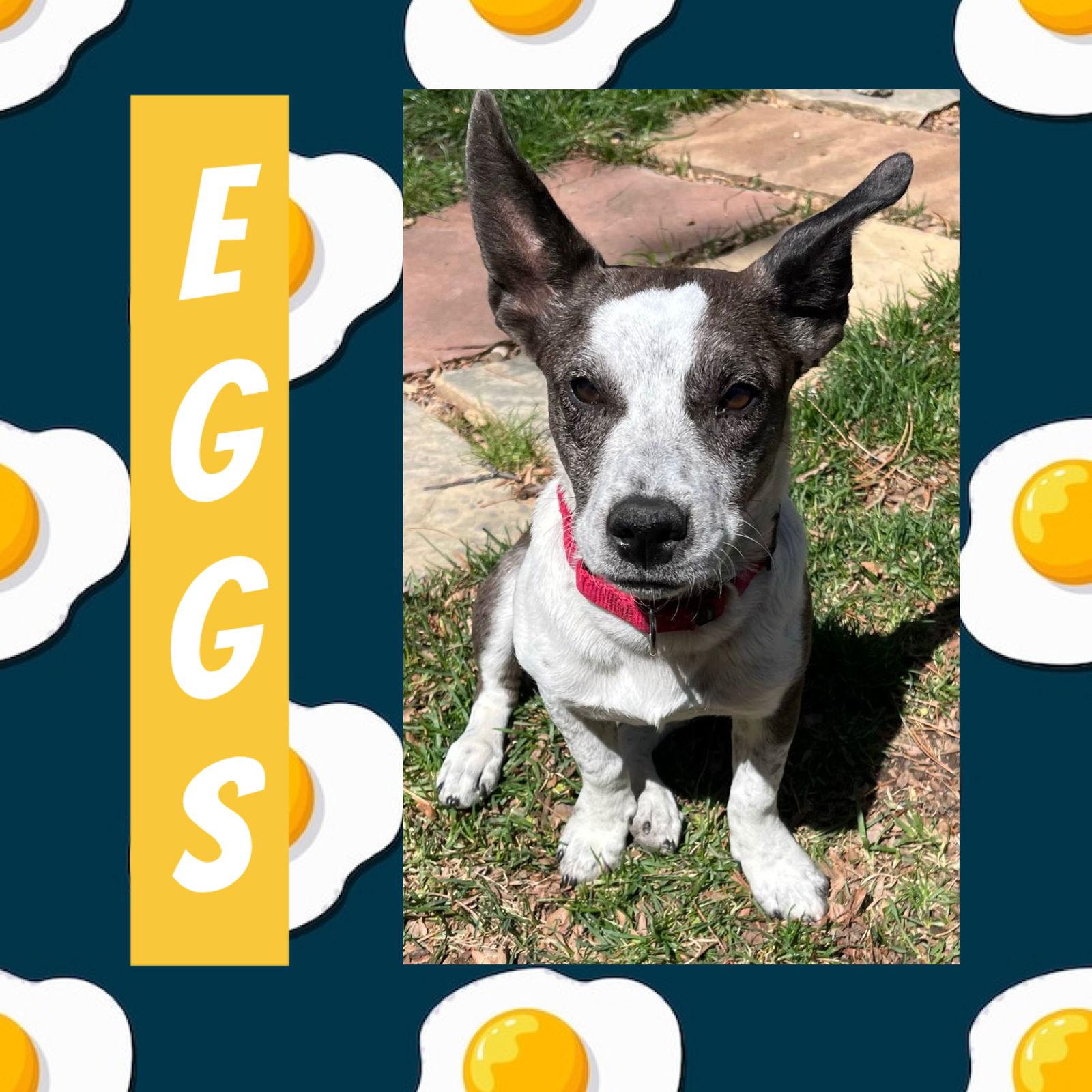 Enlarge Eggs, a Adopted mixed breed in Littleton, CO image 1/3