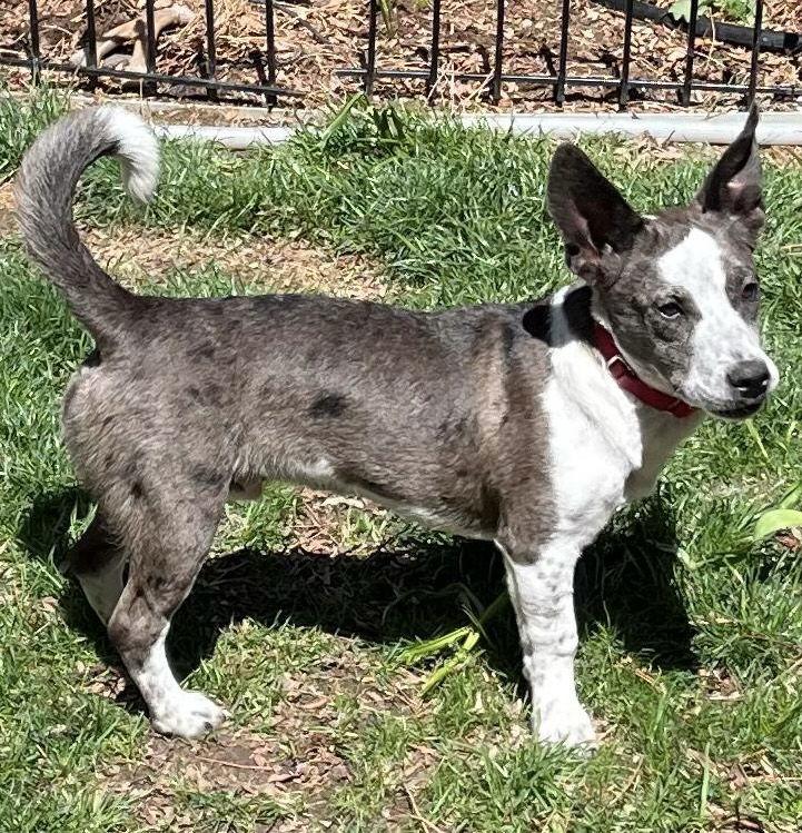 Enlarge Eggs, a Adopted mixed breed in Littleton, CO image 2/3