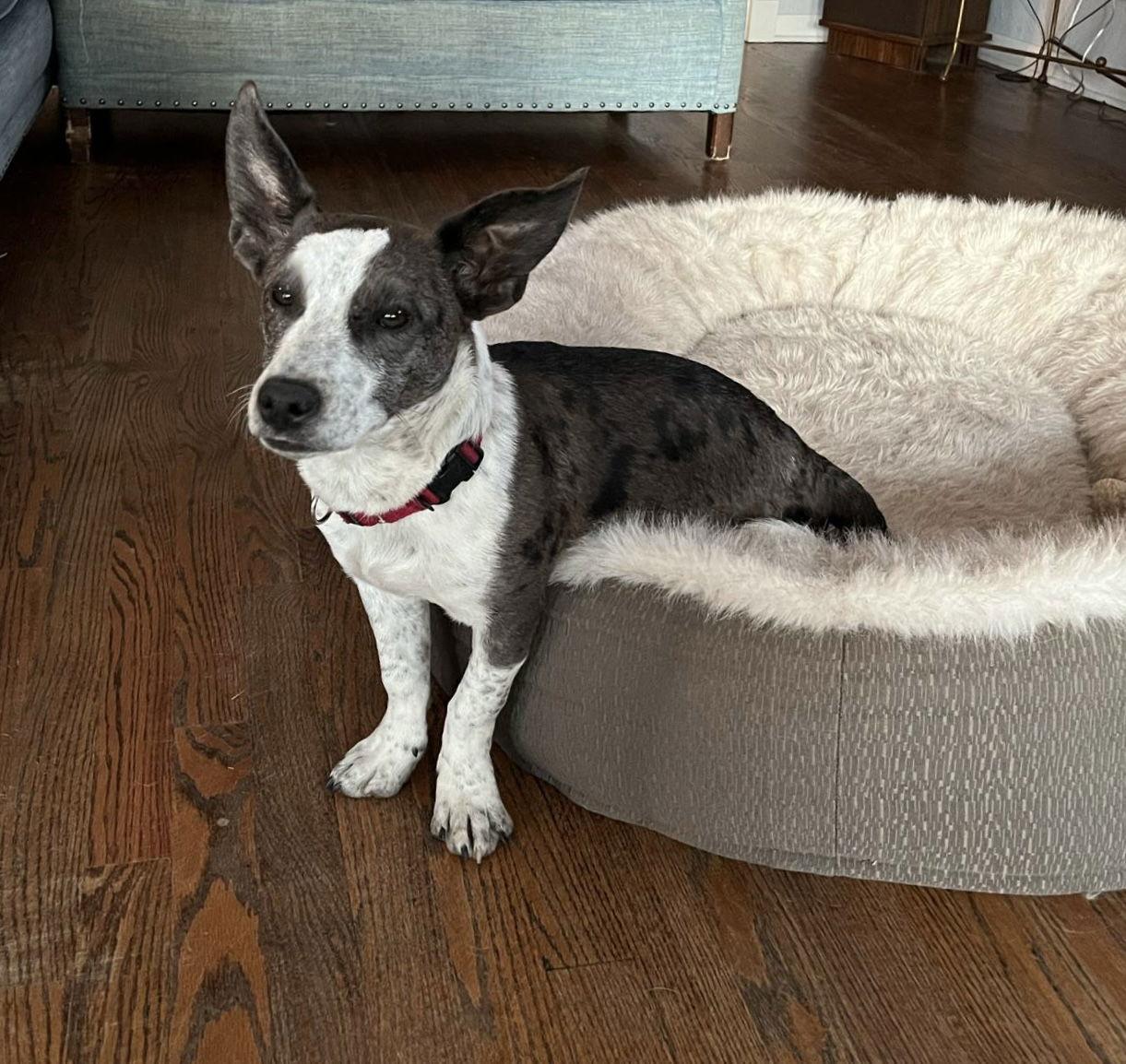 Enlarge Eggs, a Adopted mixed breed in Littleton, CO image 3/3