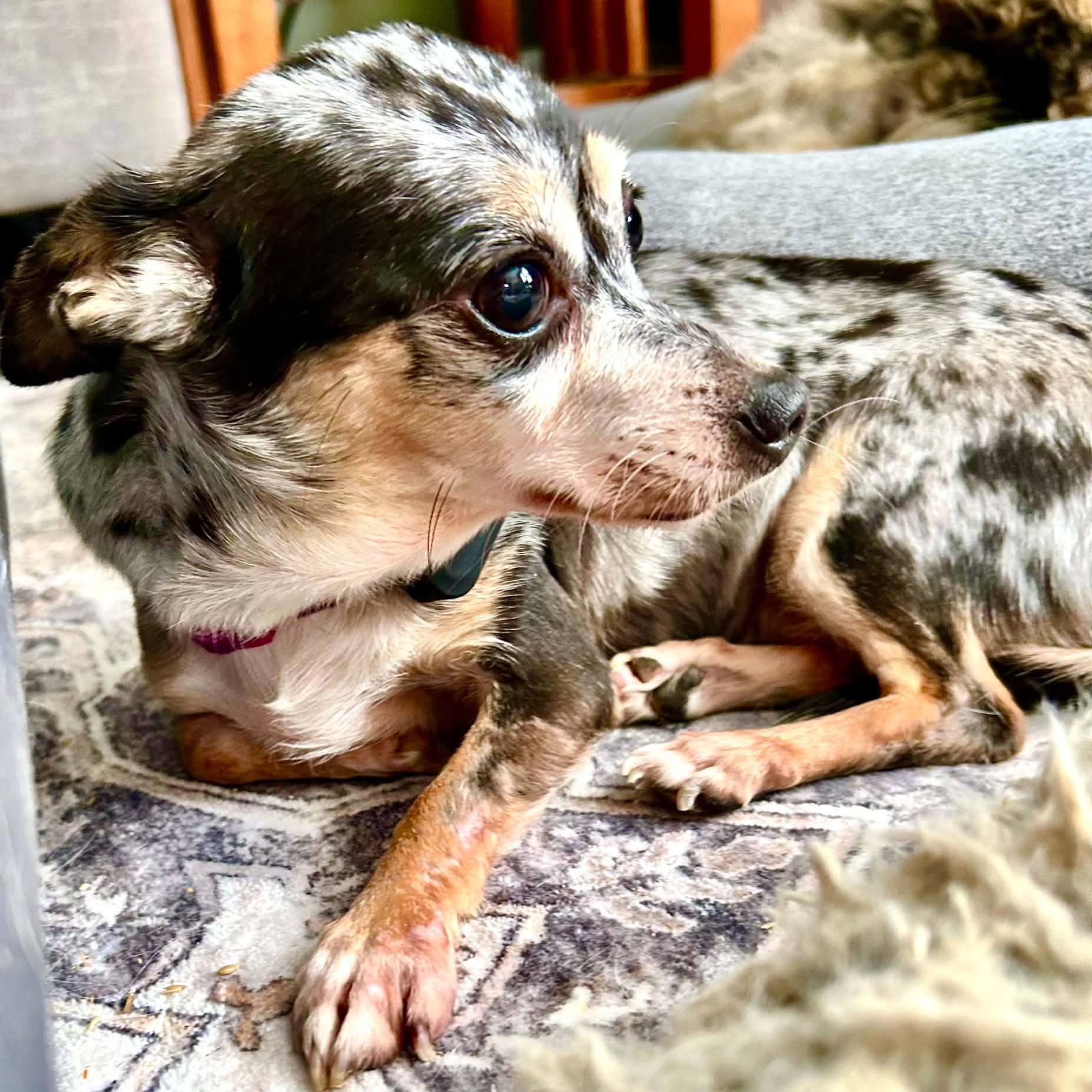 Enlarge Millie, a ADOPTABLE Chihuahua in Buffalo, NY image 5/6