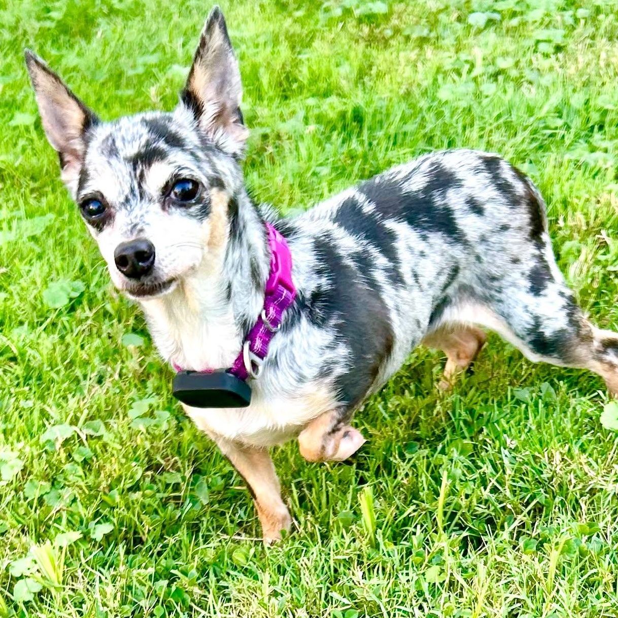 Millie, ADOPTABLE, Adult Female Chihuahua.
