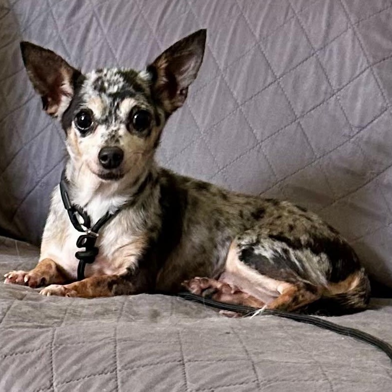 Enlarge Millie, a ADOPTABLE Chihuahua in Buffalo, NY image 4/6